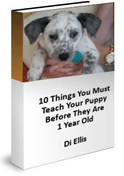 10 Things You Must Teach Your Puppy Before They Are A Year Old